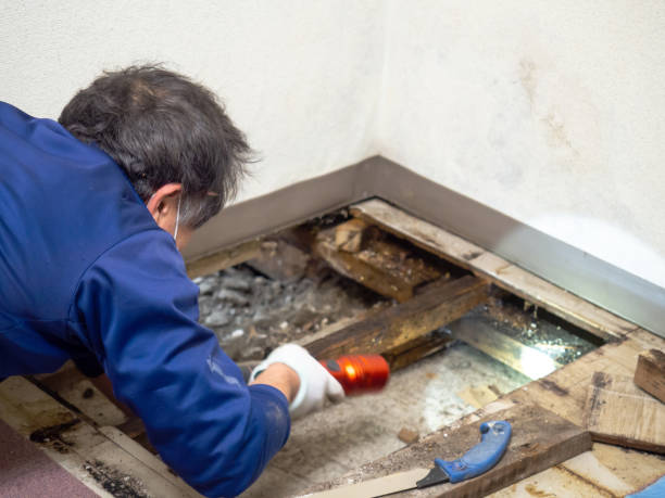 Best Post-Flood Mold Remediation in Hamilton, OH