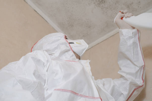 Best Health and Safety Mold Remediation in Hamilton, OH